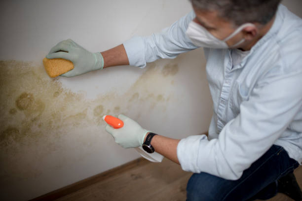 Mold Removal and Inspection in Park Hills, MO